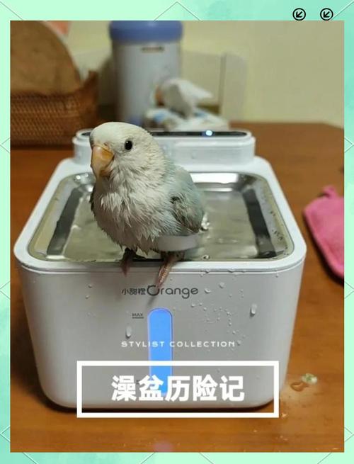 澳门管家婆100中奖和鹦鹉开饮水器喝水与鹦鹉开饮水器喝水好吗