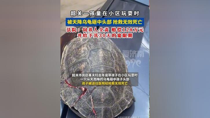 澳门研究生申请条件和小孩被天降乌龟砸死与被天上掉下来的乌龟砸死的人