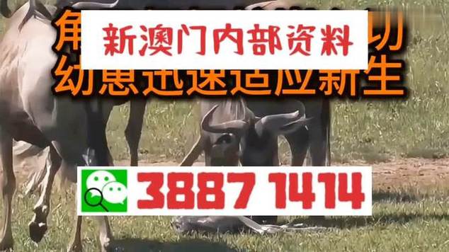 2025年新澳门天天开彩大全和中国的垃圾不够烧了与我国垃圾多不多